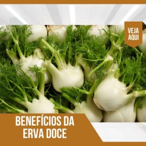 O que é erva doce? Saiba tudo sobre ela e confira os 6 benefícios