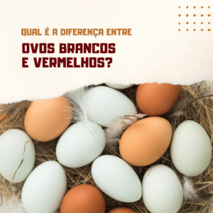 Diferença entre ovo branco e vermelho. Tudo o que você precisa saber